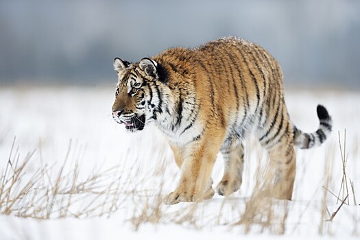 Австрийский режиссер снимет на Дальнем Востоке документальный фильм об амурских тиграх