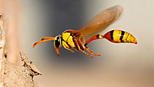 Ученые изучают поведение пчел в попытке разработать беспилотный летательный аппарат
