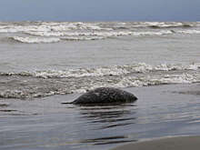 Росприроднадзор назвал удушье основной версией массовой гибели нерп в Дагестане