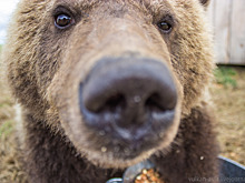 Ветеринар прокомментировал случай с медвежонком, упавшим с горы в Башкирии