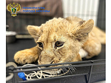 У львенка, которого забрали у московского блогера, нашли вирусную лейкемию