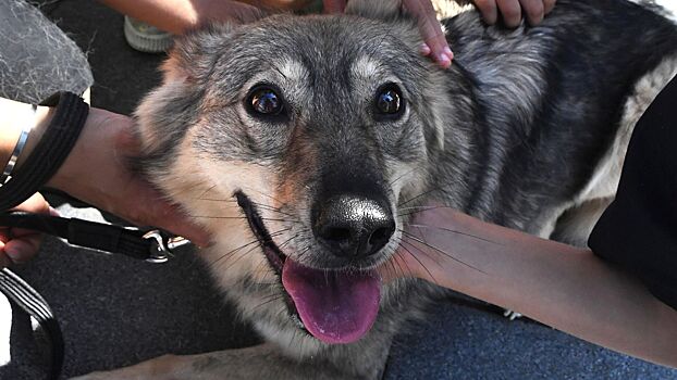 Роскачество вручило первые в РФ сертификаты Pet-friendly отелям