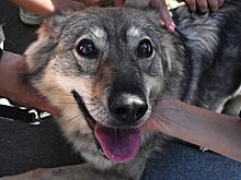 Роскачество вручило первые в РФ сертификаты Pet-friendly отелям