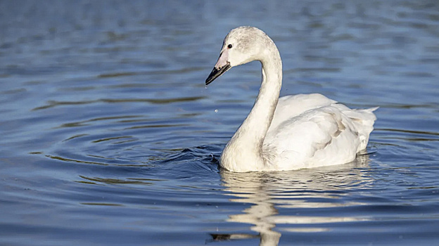 Администрация Тазовского района взяла на контроль ситуацию с замерзающим на озере лебедем