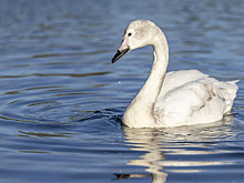 Администрация Тазовского района взяла на контроль ситуацию с замерзающим на озере лебедем