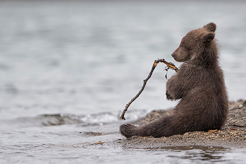Медвежонок играет с веткой (Камчатка, Россия)