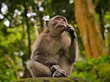 Сбежавшая обезьяна оторвала женщине ухо