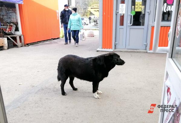 В Югорске собака на самовыгуле откусила у девочки часть губы: реакция мэрии