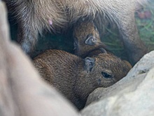 В Московском зоопарке у капибары Малая родилась двойня