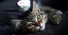 Владелец толстого кота Виктора воспользуется предложением компании «Финам» стать акционером «Аэрофлота»