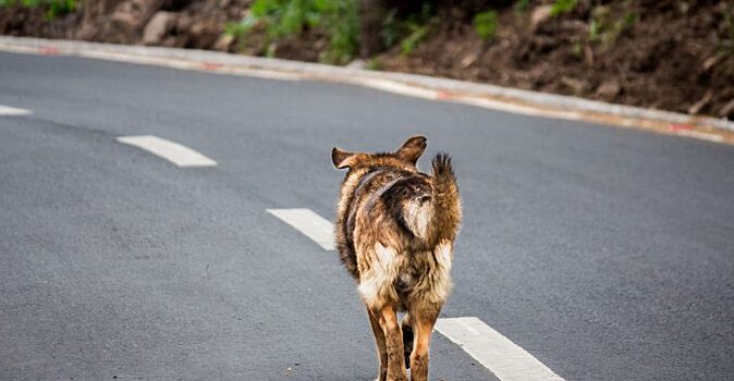 Собака изучила правила дорожного движения, долго живя на улице