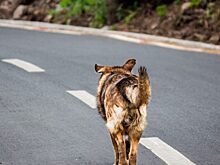 Собака изучила правила дорожного движения, долго живя на улице