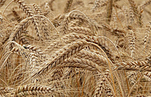 Испанские биотехнологи создали низкоглютеновую пшеницу