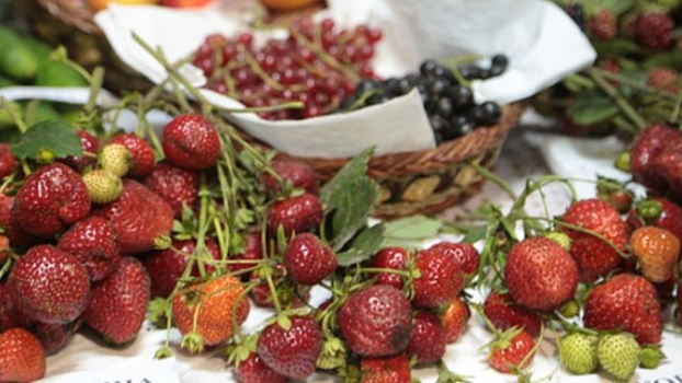 Названо главное правило обрезки листьев земляники