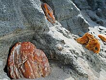 Янтарный комбинат добыл редкий самородок