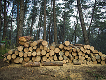 Бревно насмерть придавило мужчину на пилораме в Кузбассе