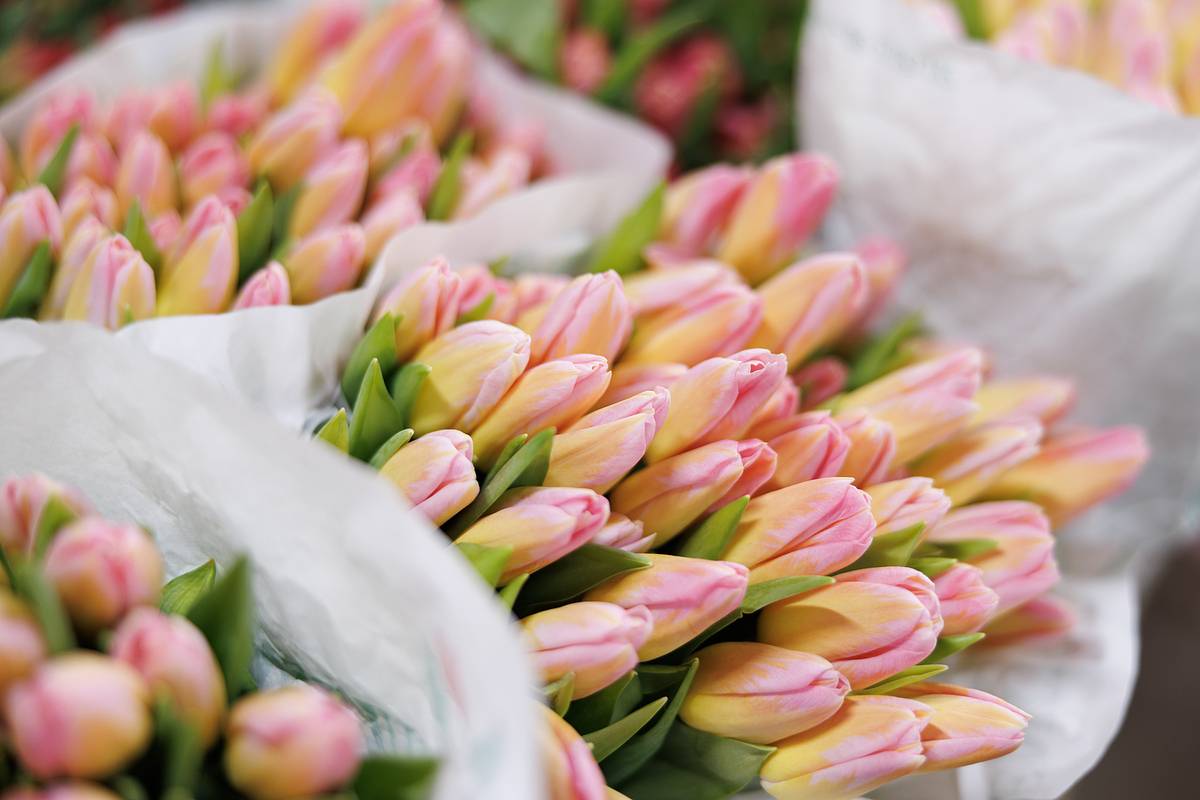 Россиян&nbsp; предостерегли от безудержного веселья 8 Марта