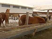 Экс-милиционер стал хозяином трети всех животных одной породы в регионе России