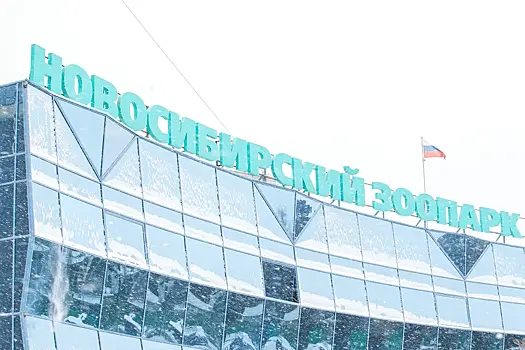 В Новосибирском зоопарке поселят карликовых бегемотов из Таиланда