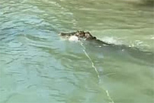 Огромный аллигатор прогнал рыбака и попал на видео