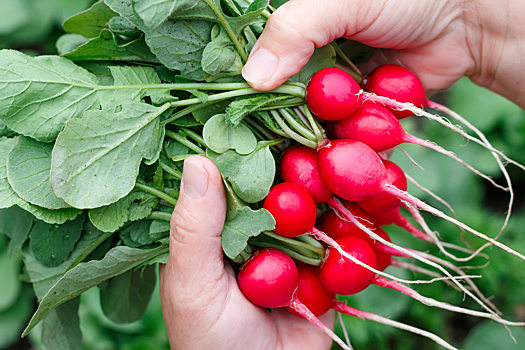 Польза редиса: взгляд на привычный корнеплод с необычного ракурса