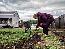 Как защитить садовые растения от зимних холодов