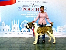 В Москве прошла выставка собак «Россия-2019»
