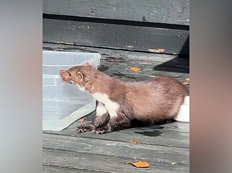Винодел из Севастополя рассказал, что в доме его укусила куница с бешенством