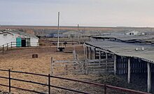 "Увезли последних коров": из-за закрытия ферм под Новошешминском около ста сельчан остались без работы