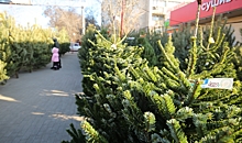 Стало известно, где в Волгограде можно купить новогоднюю елку