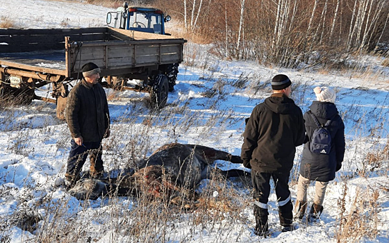 Под Рязанью украденный конь попал в ДТП