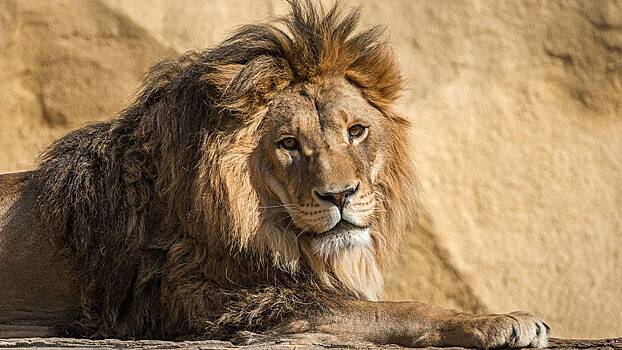 Львов, которых использовали для фотосессий, изъяли в Москве