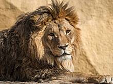 Львов, которых использовали для фотосессий, изъяли в Москве