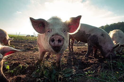 Житель Ижевска содержит более 100 свиней с нарушением ветеринарных правил
