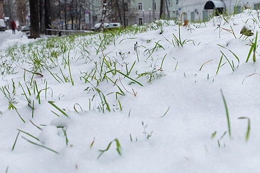 Если хочешь косить — коси. Мэр Березников прокомментировал решение убирать траву под снегом
