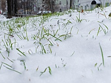 Если хочешь косить — коси. Мэр Березников прокомментировал решение убирать траву под снегом