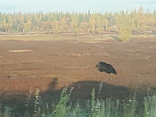 На Ямале туристов уберегли от возможной встречи с медведем. ВИДЕО