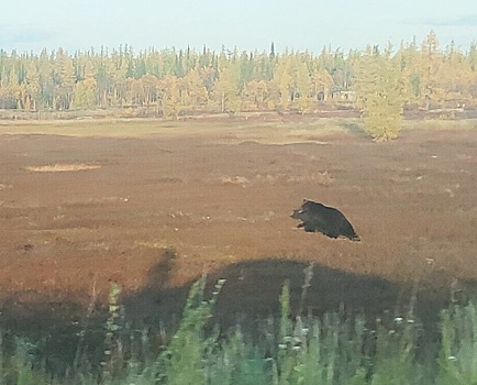На Ямале туристов уберегли от возможной встречи с медведем. ВИДЕО