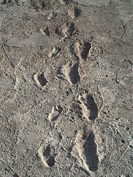 Загадочные следы: американские палеонтологи открыли новых “прямоходящих”