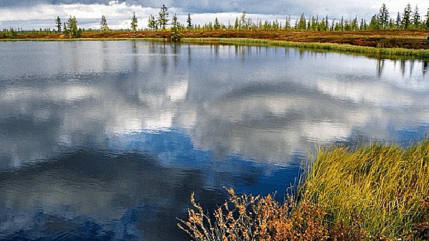 В Тазовском районе появится первое озеро для разведения ценной рыбы
