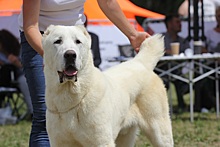 Всероссийская выставка алабаев собрала в Рязани более 300 собак