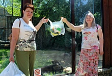 Опекуны нижегородского зоопарка из Иркутсткой области подарили тиграм мячи