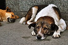 На Кубани фирма по отлову собак подозревается в незаконном умерщвлении животных