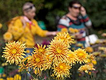 В Крыму подготовили фотозону из живых цветов к Балу Хризантем