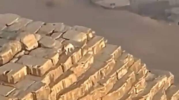 Собака забралась на вершину пирамиды Хеопса и попала на видео с параплана