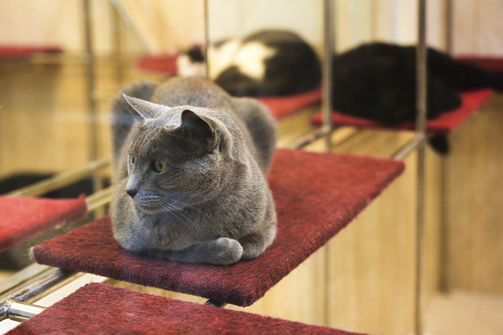 «Мосбилет» рассказал, как Театр кошек Куклачева встречает свое 36-летие