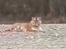 Невозмутимый упитанный тигр поразил приморцев