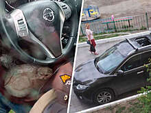 В Новосибирске кот упал с 23 этажа на припаркованный Nissan X-Trail и остался жив