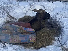 Жители Ярославской области спасли провалившегося в пруд лося