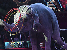 Дрессировщик объяснил причину драки слонов в Татарстане